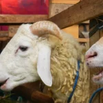 Navigating the Udhiya (Qurbani) Process How Masjid Al-Mustafa Supports Local Families