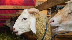 Navigating the Udhiya (Qurbani) Process How Masjid Al-Mustafa Supports Local Families